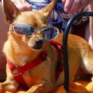 Meet your Posher, Debbie